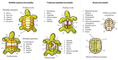 Ilustrácia panciera korytnačky