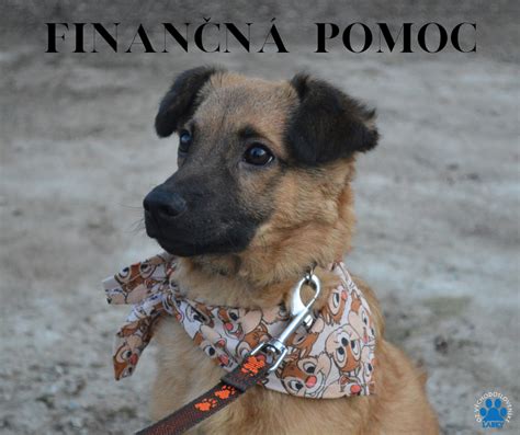 Finančná pomoc a jej rozdelenie