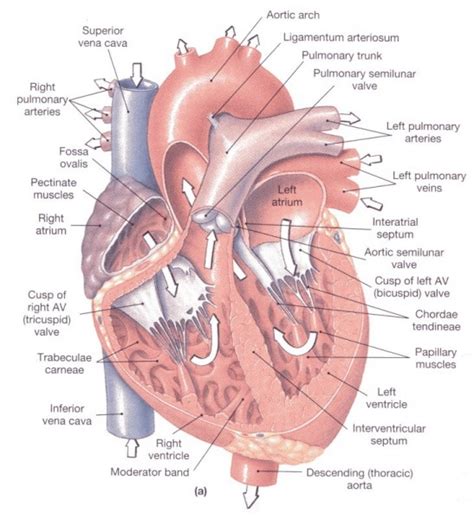 Anatomia srdca a elektrický systém