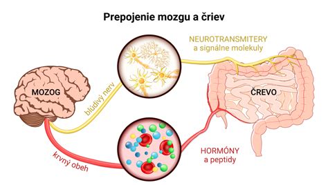 Infografika: Štruktúra ľudského mozgu a prepojenie neurónov