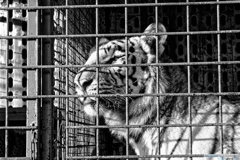 Tigre v malej klietke v cirkuse