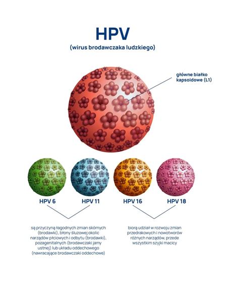 Infografika o vírusoch HPV a ich prevencii