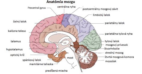 Ilustrácia ľudského mozgu s vyznačenými oblasťami zodpovednými za kontrolu močového mechúra