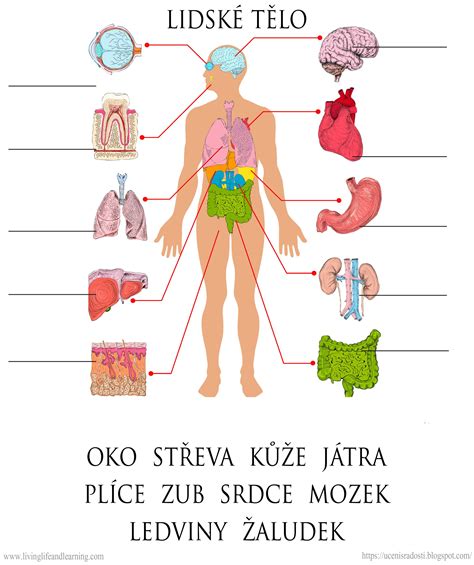 Ilustrácia znázorňujúca ľudské telo s vyznačenými problémovými oblasťami ako chrbát, hlava a kĺby.