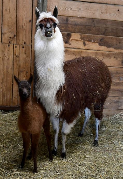 Lamy a alpaky na náhornej plošine Altiplano