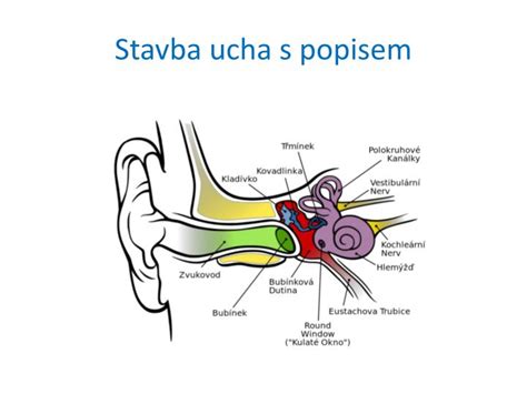 Schéma ucha s vyznačením typov porúch sluchu