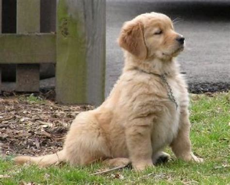 Zlatý retriever s lesklou zlatou srsťou