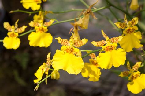 Detail kvetov orchidey Oncidium