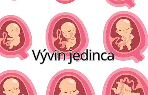 Schéma faktorov ovplyvňujúcich vývin dieťaťa