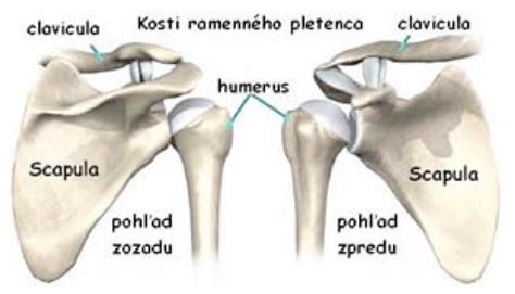 anatómia ramenného pletenca a jeho súčasti