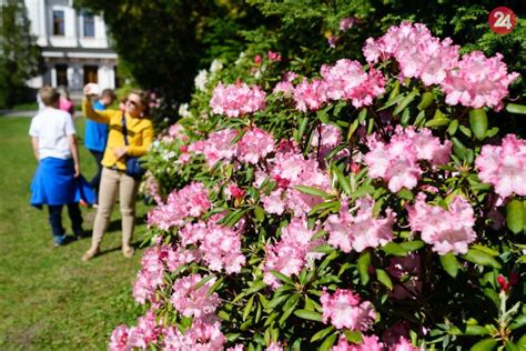 Fotografia rozkvitnutých rododendrónov v Arboréte Mlyňany