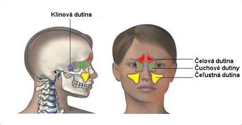 Detailná schéma nosovej dutiny a jej funkcií