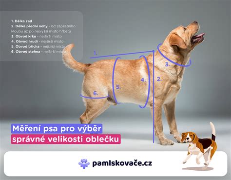 Ilustrácia ako správne zmerať obvod hrudníka psa