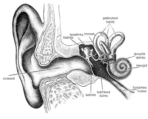 Ilustrácia sluchového orgánu