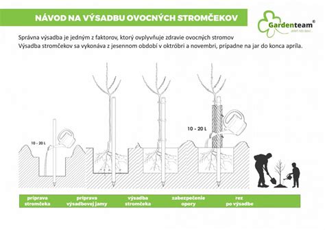 Výsadba mladého ovocného stromu