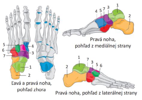 Anatómia kľúčnej kosti s vyznačením spojenia s hrudnou kosťou a lopatkou