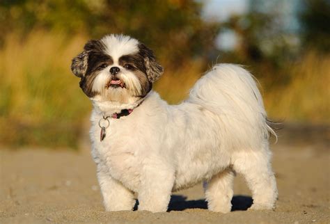 Shih Tzu s dlhou, hodvábnou srsťou