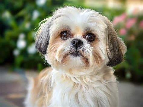 Dôvody dôležitosti starostlivosti o srsť Shih Tzu