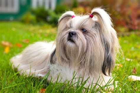 Pravidlá kúpania psa Shih Tzu