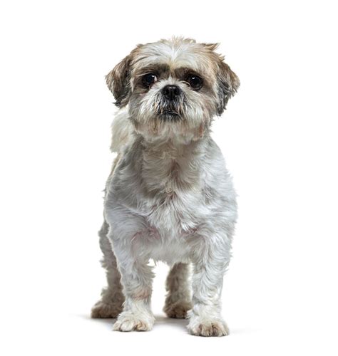 Populárne strihy pre Shih Tzu