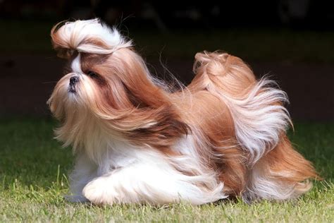 Strih tváre Shih Tzu