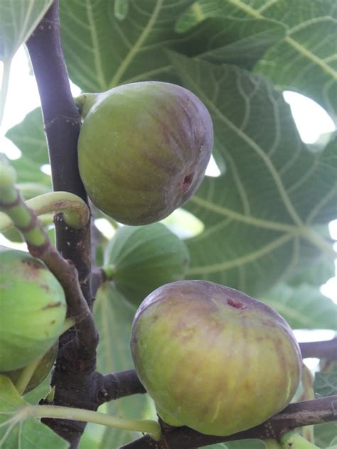 Ilustrácia figovníka s plodmi