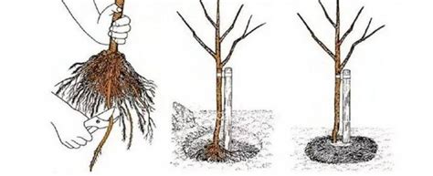 Schéma správnej výsadby figovníka