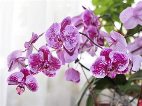 Mapa rozšírenia orchidey Phalaenopsis