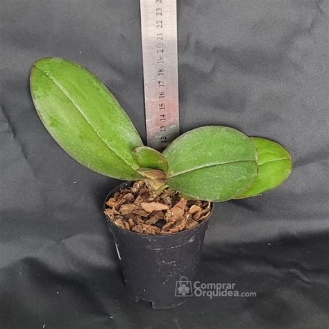 Diagram ideálnych svetelných podmienok pre Phalaenopsis