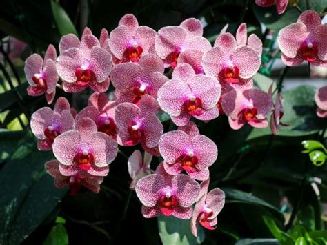 Hnojivá pre orchideu Phalaenopsis