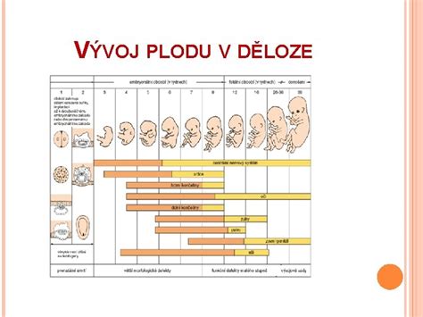 Vývoj pokožky plodu v maternici