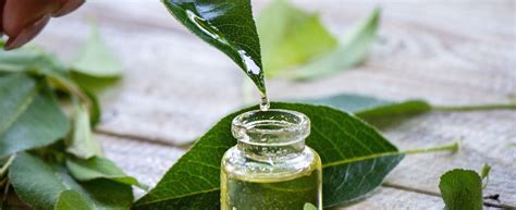 Schéma pôsobenia Tea tree oleja na pleť