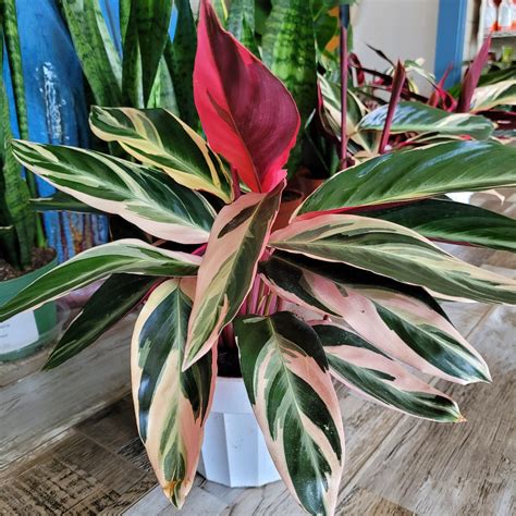 Stromanthe Triostar s farebnými listami