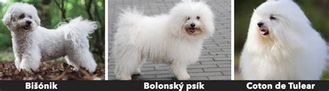 Historická ilustrácia maltézskych psíkov a ich šľachtických majiteľov