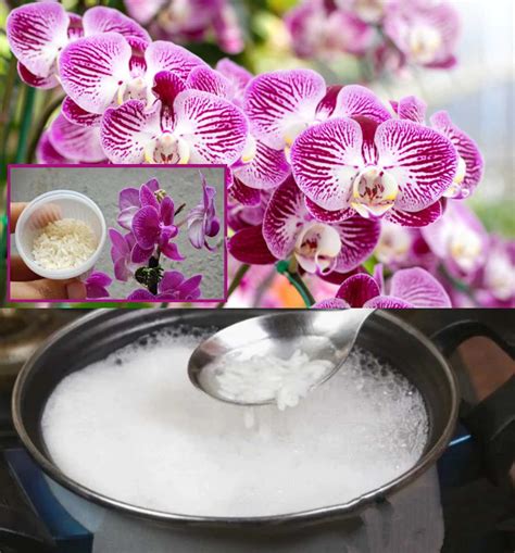 Hnojivo pre orchideu