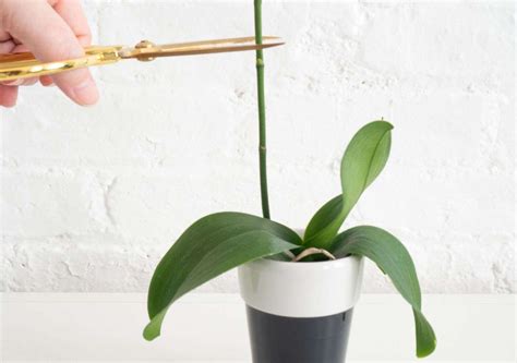 Starostlivosť o orchideu po odkvitnutí