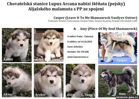Infografika: Odporúčané kŕmne dávky pre Aljašského malamuta podľa veku a úrovne aktivity