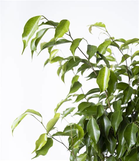 fotografia vzrastlého ficus benjamina v interiéri