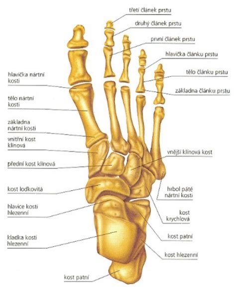 Anatomický nákres kostí chodidla s vyznačenými metatarzálnymi kosťami