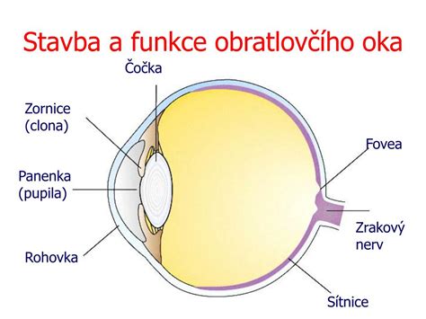 Ilustrácia: Oko a zrakový systém