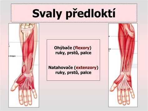Svaly predlaktia a ruky
