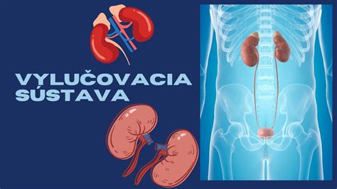 Pľúca novorodenca a funkcia surfaktantu