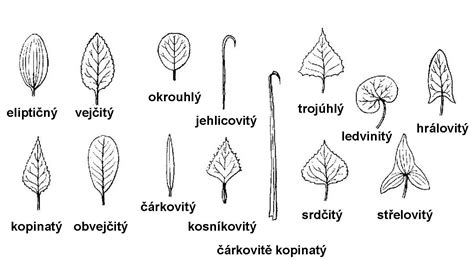 Typy listov vlastníctva