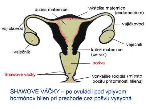 Schéma tehotenskej maternice s plodovou vodou