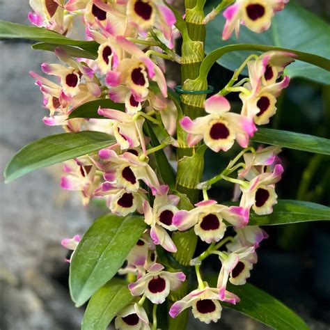 Detail kvetov orchidey Dendrobium nobile