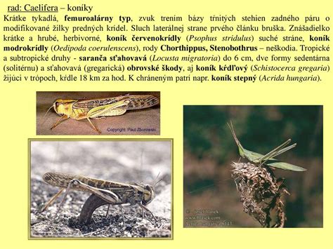 Druhy škody a jej kompenzácia