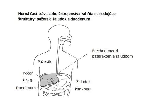 schéma tráviaceho traktu a miesta možného krvácania