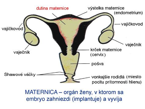 Anatómia ženskej reprodukčnej sústavy s vyznačením maternice, vaječníkov a vajcovodov