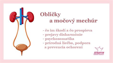 Schéma obličiek a dialyzačného prístroja