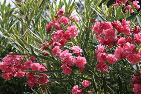 Slnečné stanovište pre oleander